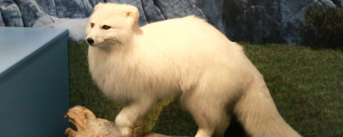 Ajándék tárlatvezetések a Jégkorszak – kiállításon