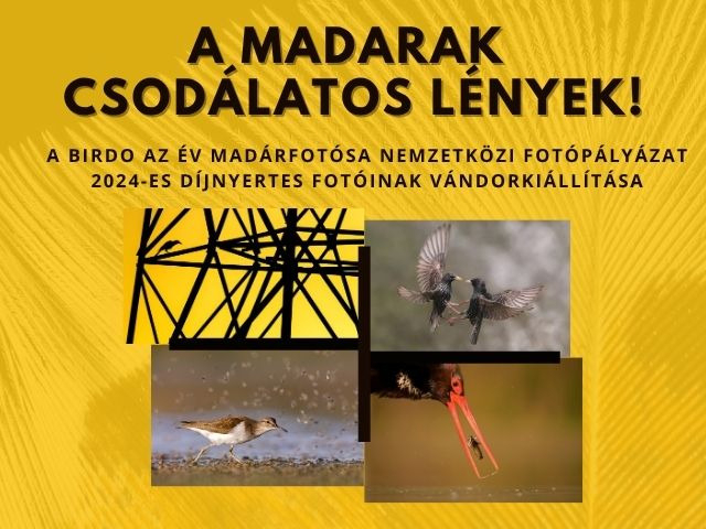 Birdo – az év madárfotósa nemzetközi fotópályázat képei