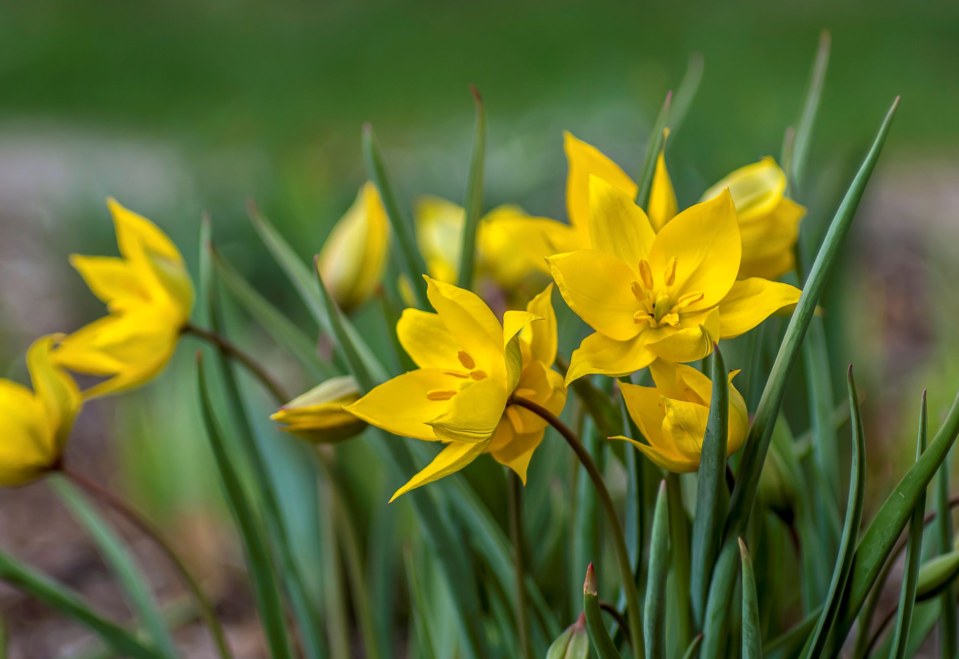 Tavaszköszöntő tulipán túrák