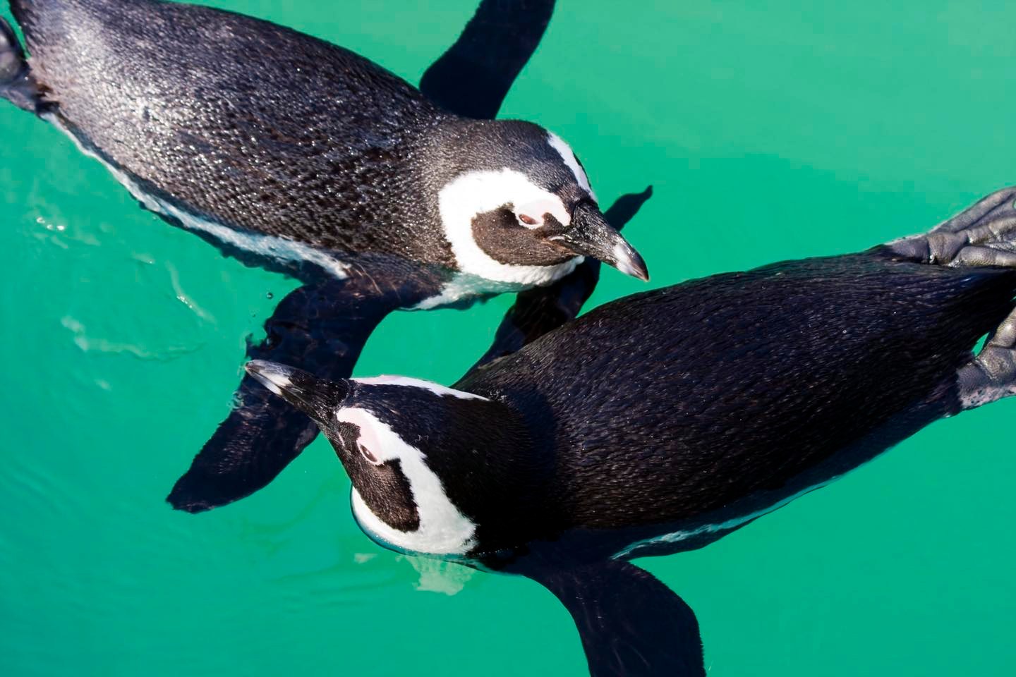 Earth Day Events in the Zoo