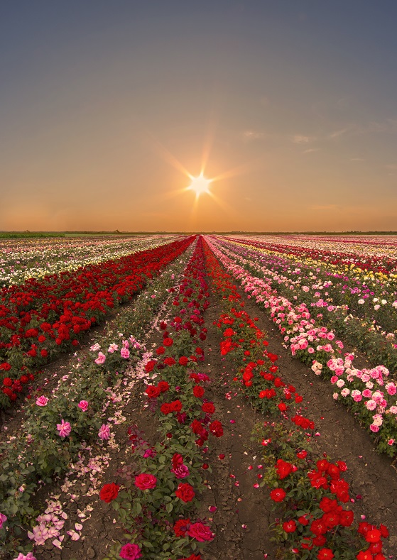 26. Szőreg Rose Festival