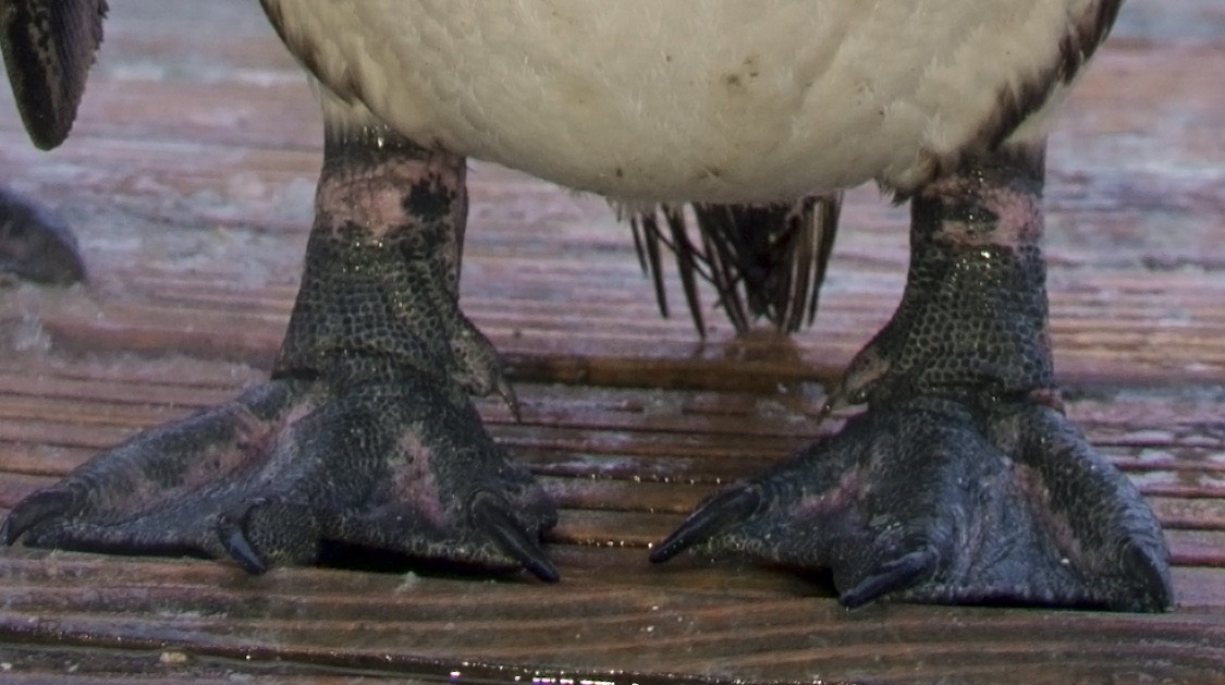 Madarak és fák napja – óvodai és iskolai csoportoknak