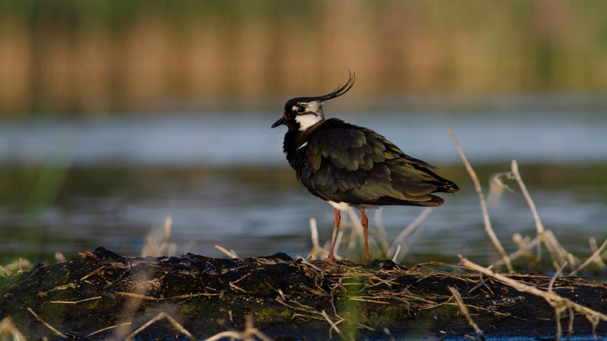 Bíbickereső túra az Új-halastavakon