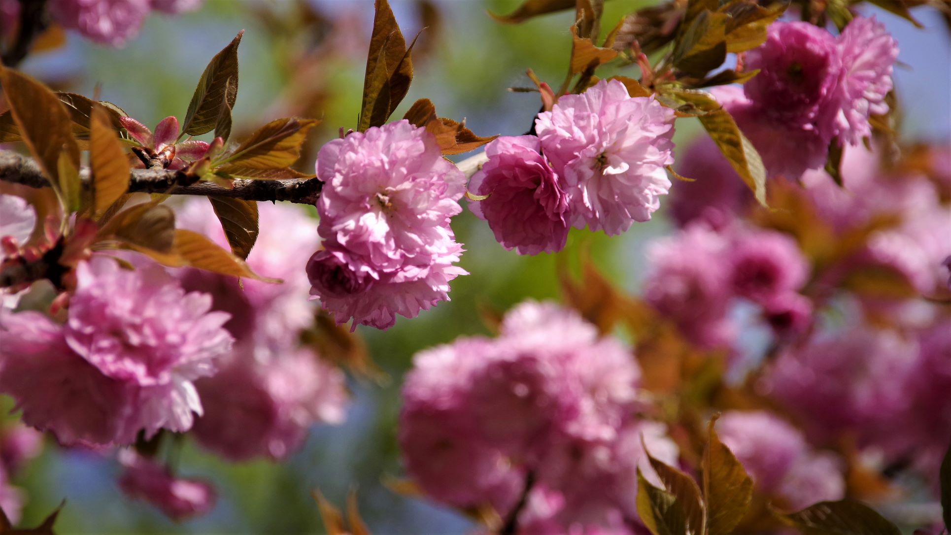 Hanami, gyönyörködés a cseresznyevirágzásban
