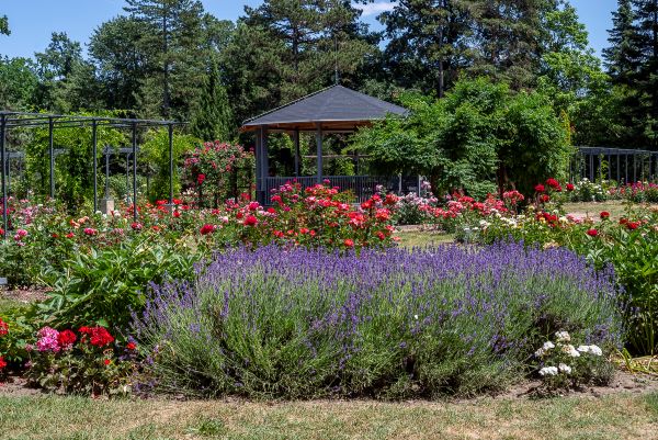 Sommerliches Blumenmeer