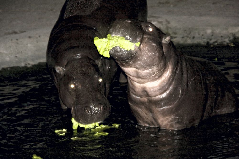 The Night of Zoos’