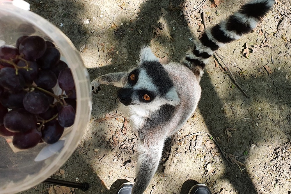 Állatok világnapja és örökbefogadói nap