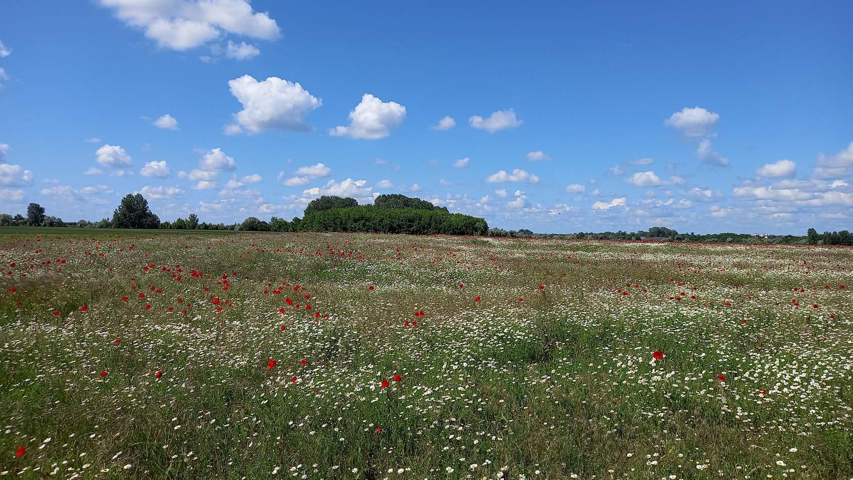 Gyógynövények hétvégéje 04.25-26.