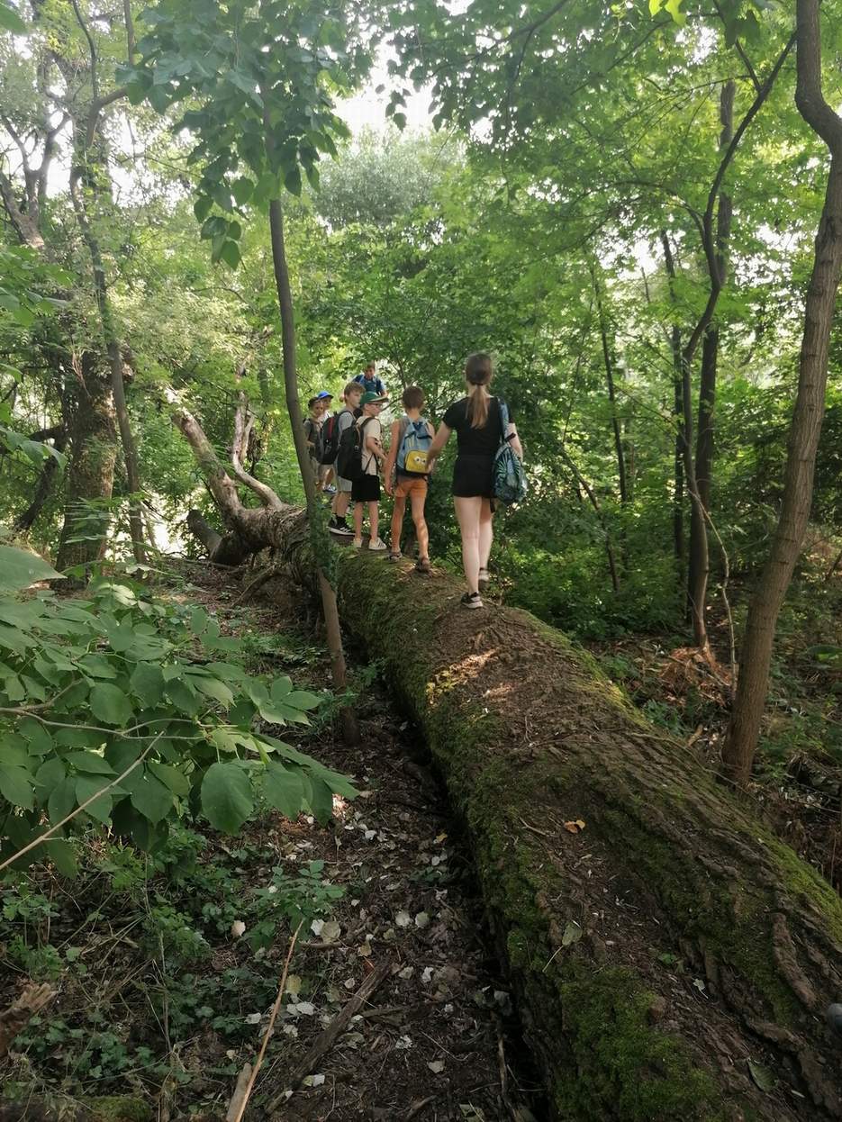 Gyógynövények a Maros partján 05.09.