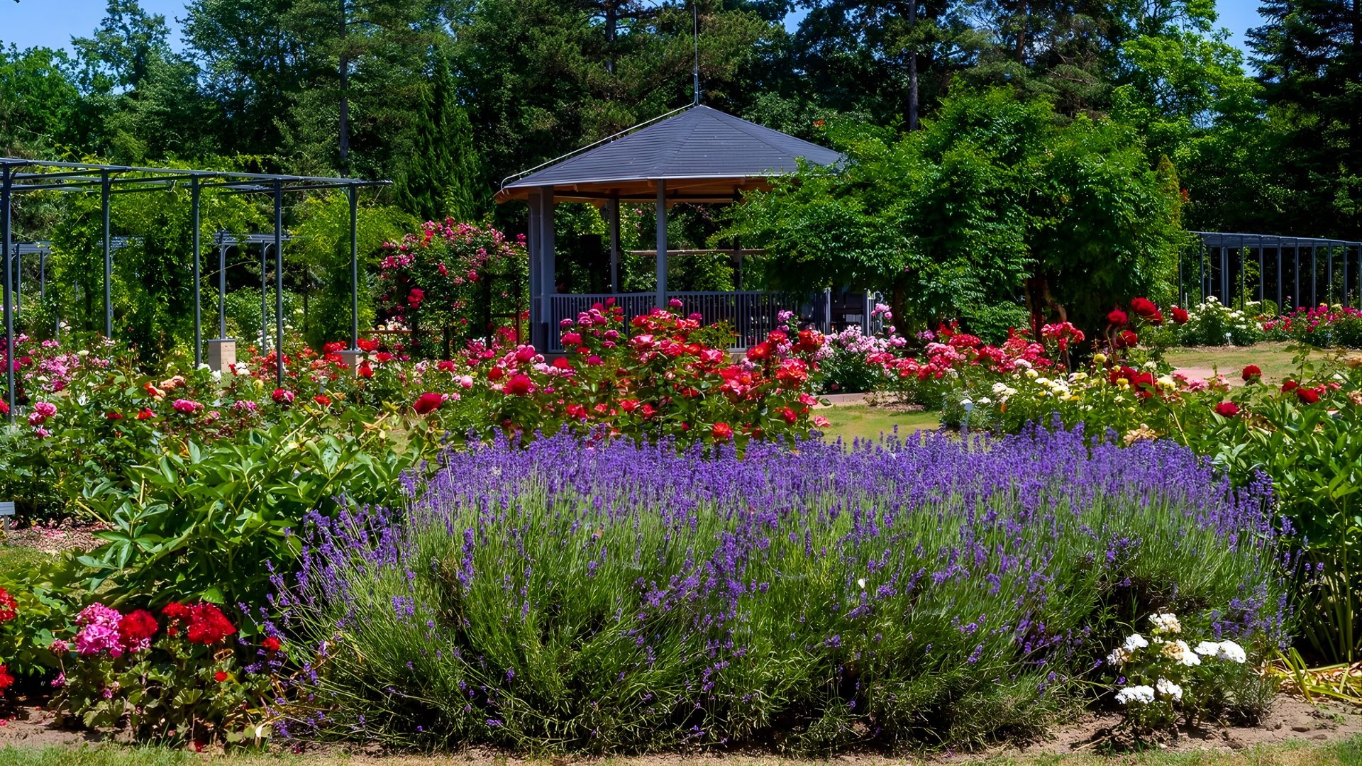 Summer Flower Carnival – Lavender, Roses and Our Grandmothers’ Flowers in the Realm of Fragrances
