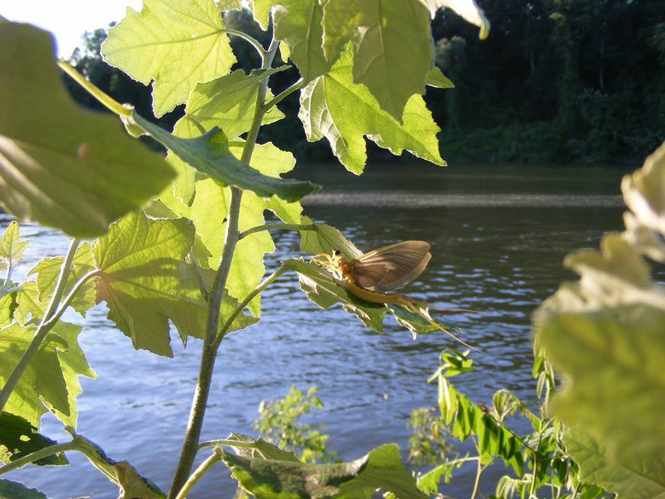 Tiszavirágok nyomában hajós túra 06.12.
