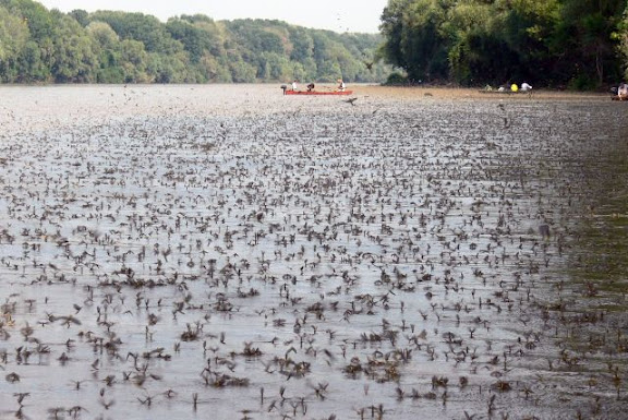 Tiszavirágok nyomában hajós túra 06.13.