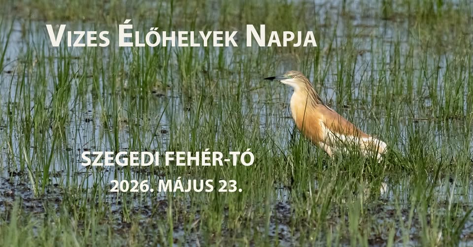 Vizes élőhelyek napja – Madárgyűrűzési bemutató és madarásztúra