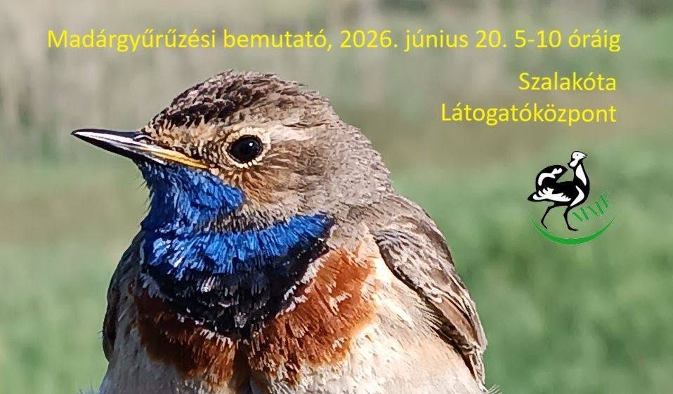Madárgyűrűzési bemutató